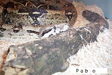 pablo the boa