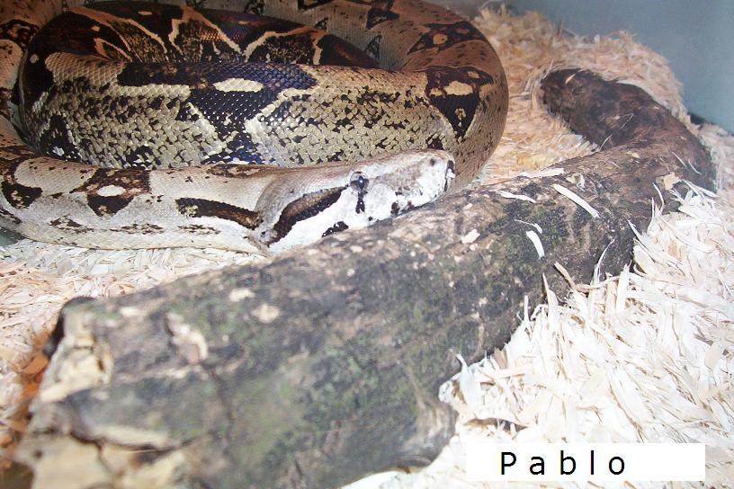 pablo the boa