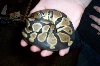 young royal python asleep