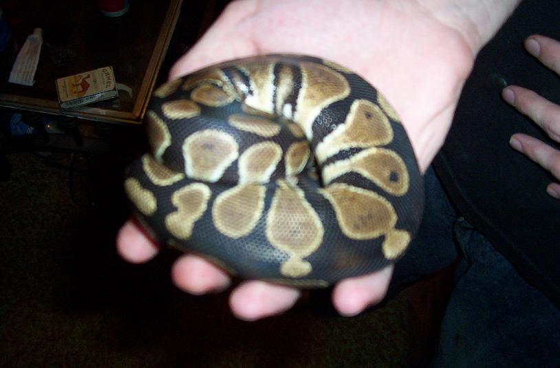 young royal python asleep