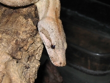 Boa Hog