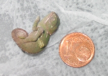 Calyptratus