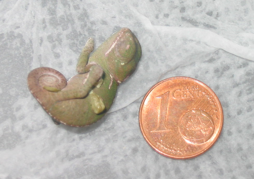 Calyptratus