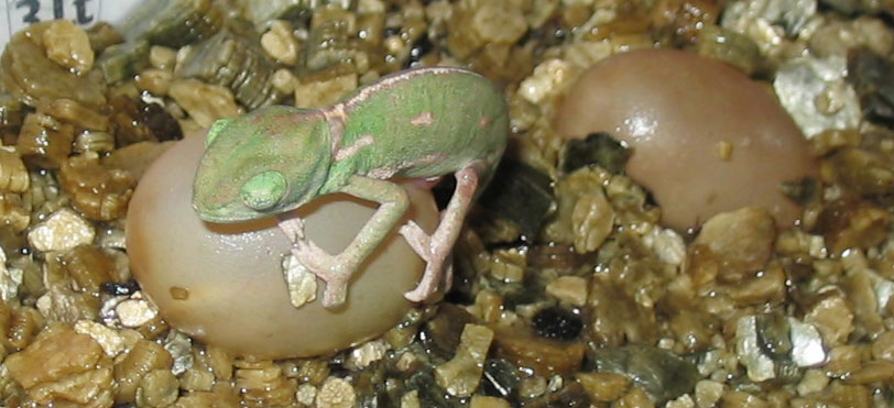 Calyptratus