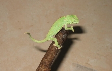 Calyptratus