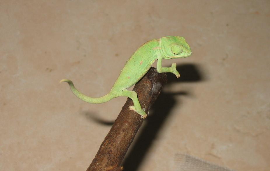 Calyptratus