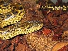 Yellow Anaconda