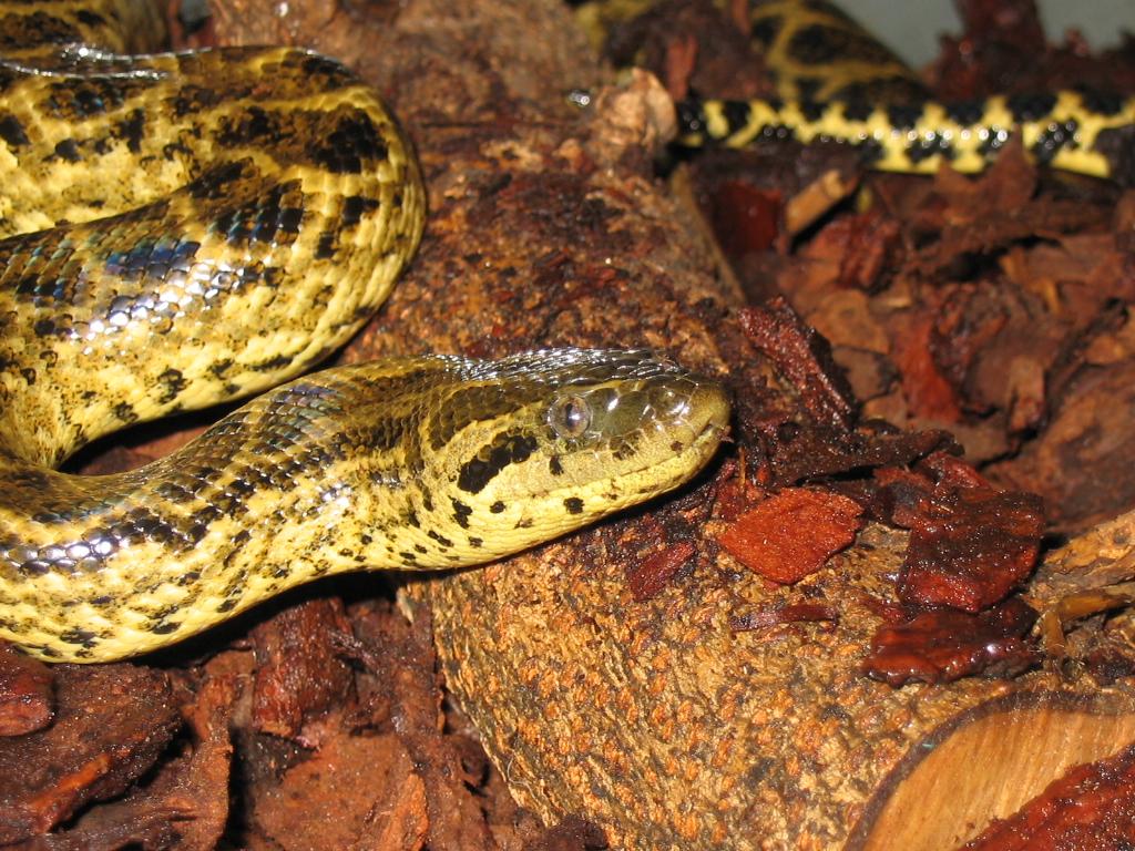 Yellow Anaconda