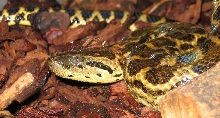 Yellow Anaconda