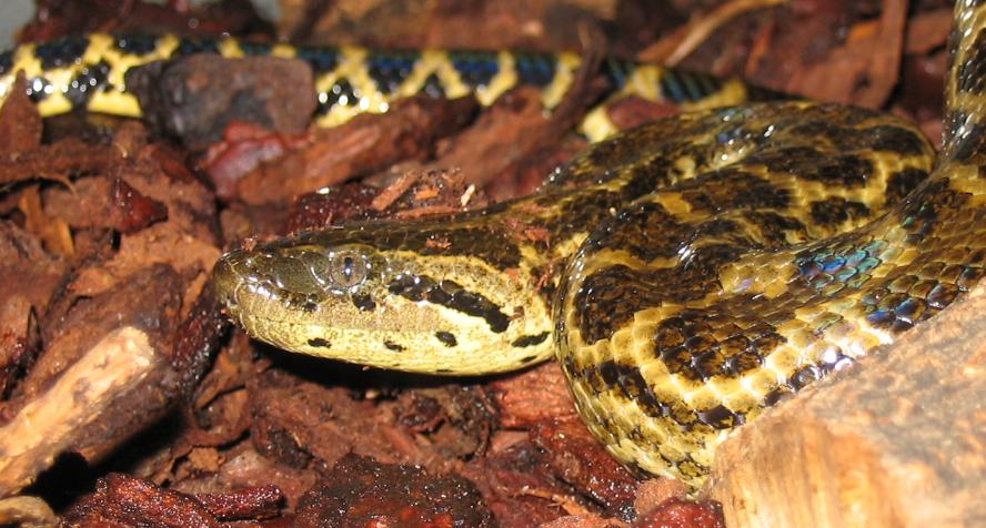 Yellow Anaconda