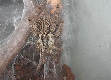 Heteroscodra Maculata