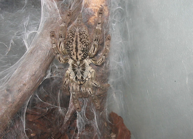 Heteroscodra Maculata