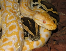 Double Molurus