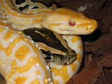 Double Molurus