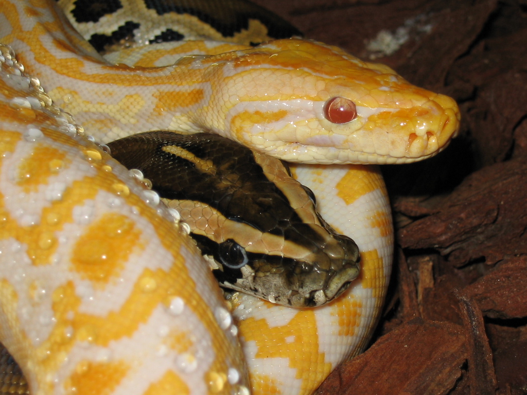 Double Molurus