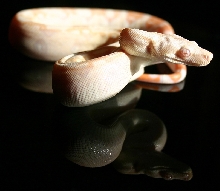 Sharp Albino on stained glasss