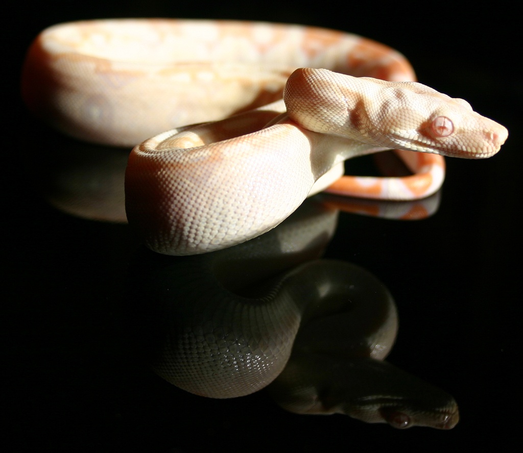 Sharp Albino on stained glasss