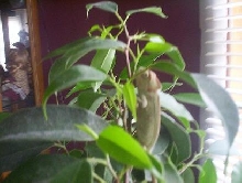 veil chameleon