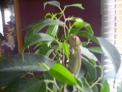 veil chameleon