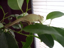 veil chameleon
