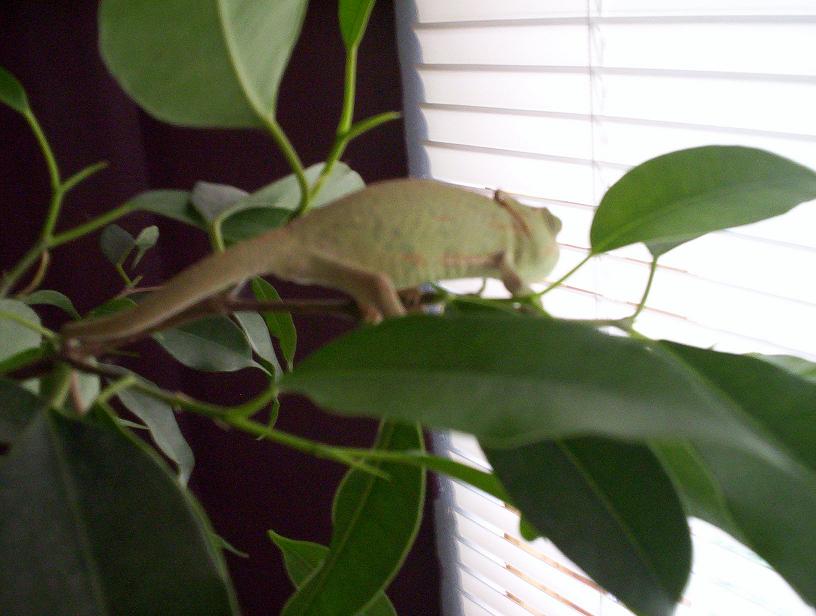 veil chameleon