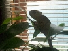 veil chameleon 4
