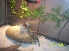 Beardies 2