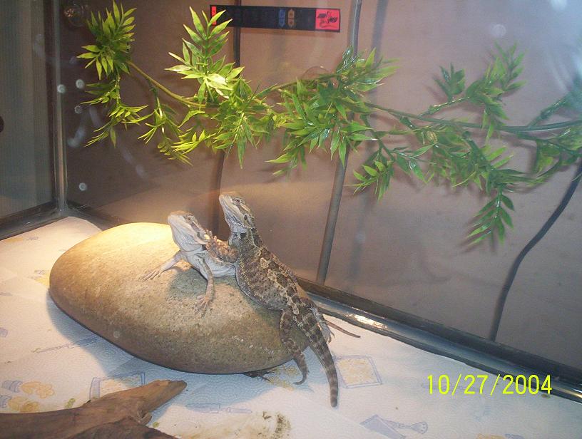 Beardies 2