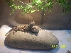 Beardies 6