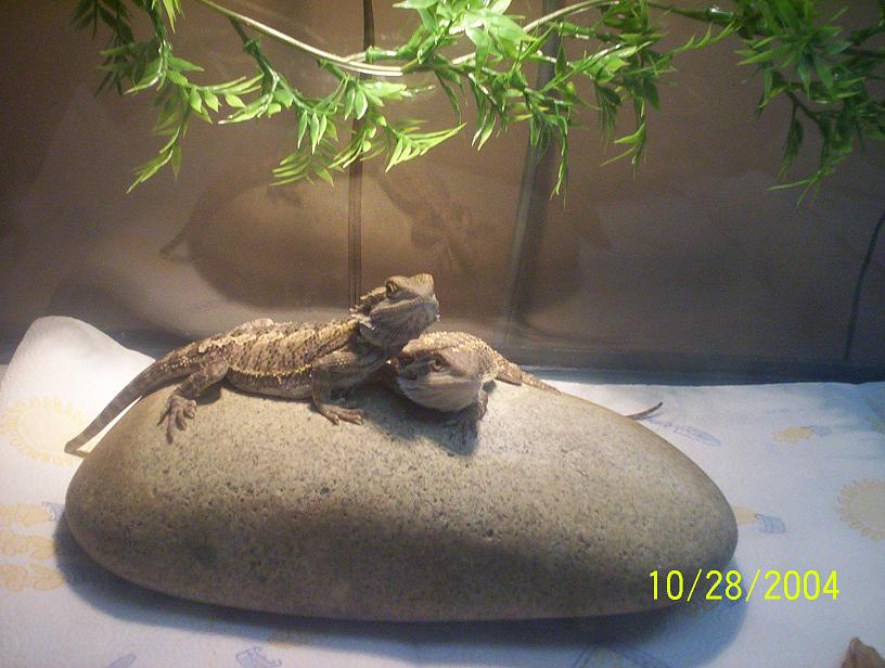 Beardies 6