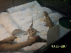 Beardies 5
