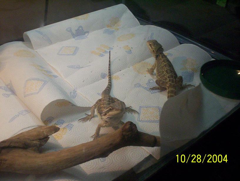 Beardies 5
