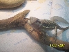 Beardies 7