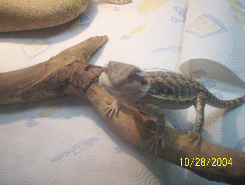 Beardies 7