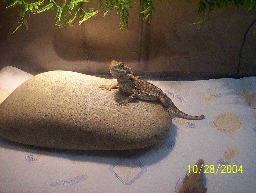 stubby