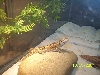 Beardies 3