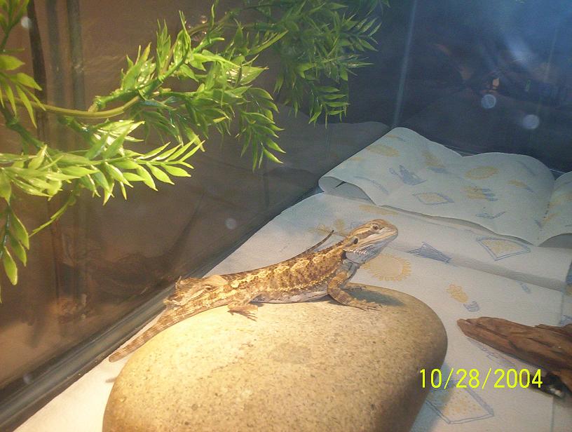 Beardies 3