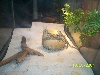 Beardies 4