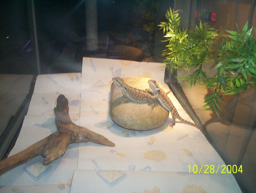 Beardies 4