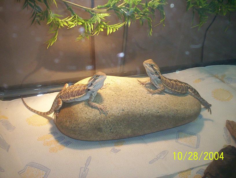 Beardies 8
