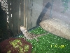 Beardies 9