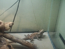 little dude 1