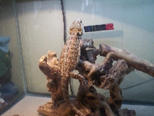 little dude 3