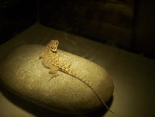 Beardies 1