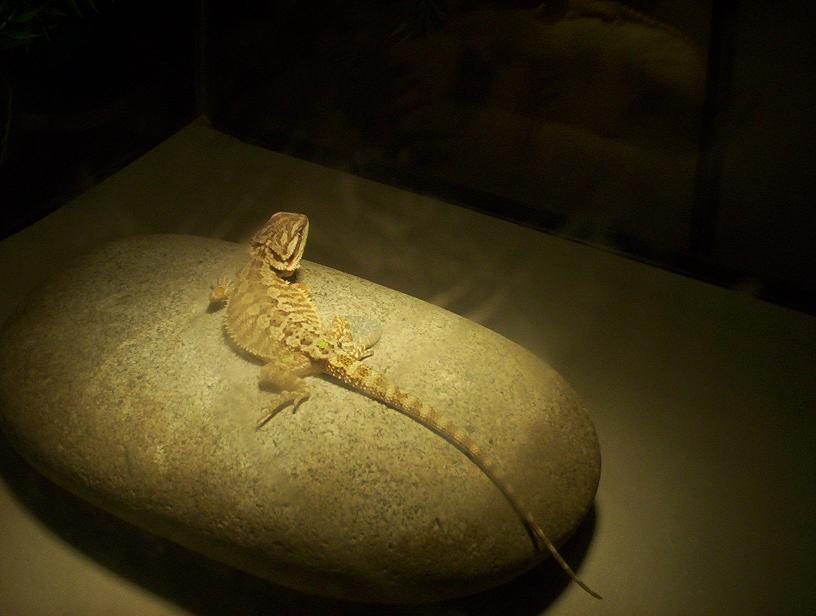 Beardies 1