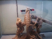 little dude 2