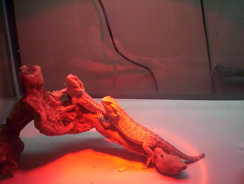 Beardies