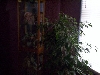 veil chameleon in ficus