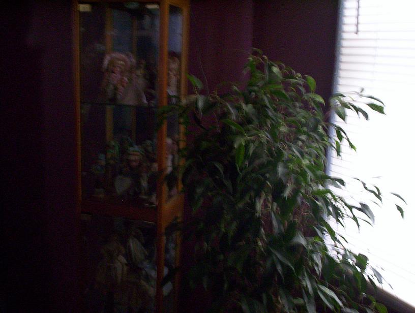 veil chameleon in ficus