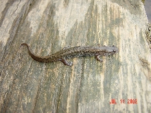 Dusky Salamander?